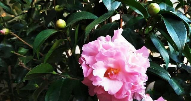 一个养好茶花的基本小常识:新买的茶花要做到“两不要”!