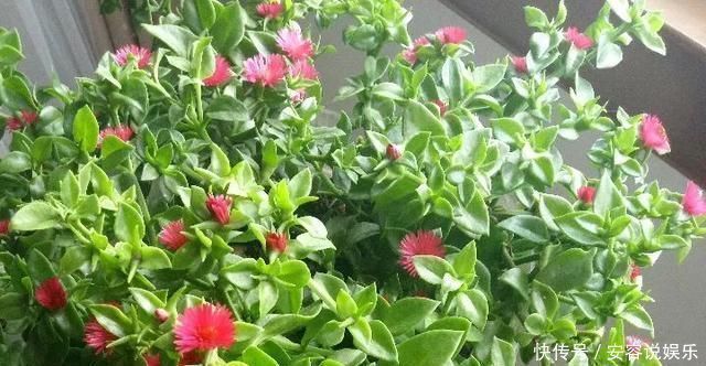 枝条|夏天“最适合”扦插3种花,10天生根,养2个月就能变“花海”