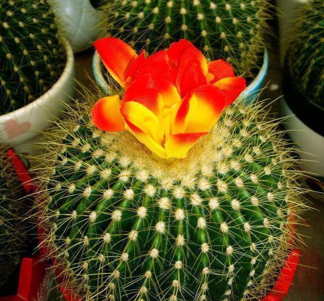 养花小技巧仙人球浑身是刺,学好几个妙招,不到半年就开花