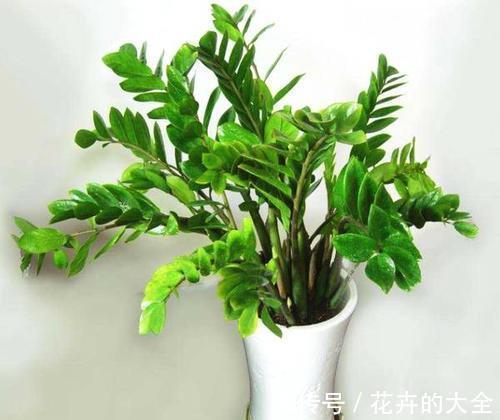 利于健康的“9种花”,株型雅致有格调,寓意“吉祥”有韵味