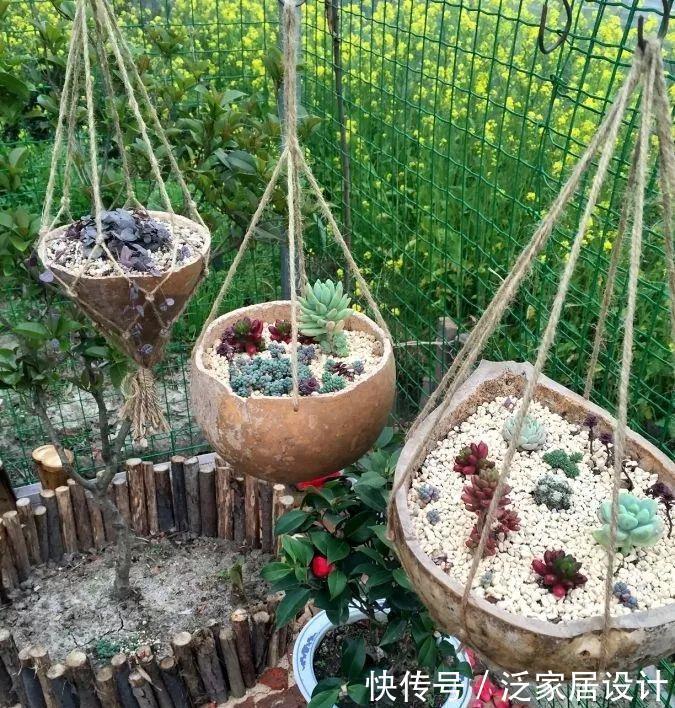 叶插|用葫芦种多肉,一养就是三年,邻居给钱都不卖