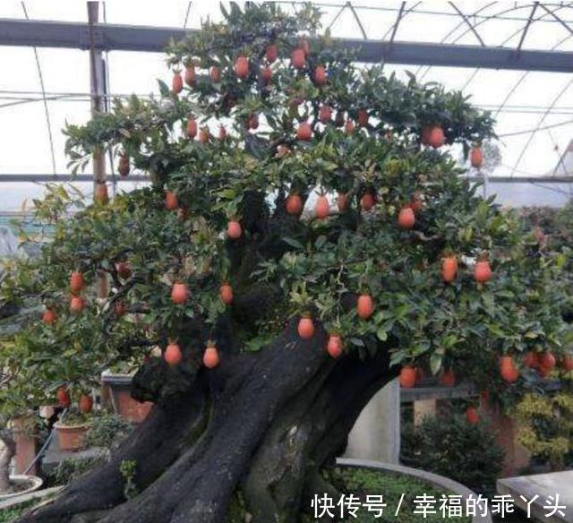 不怕冷的盆景树,观赏价值高,很少见!