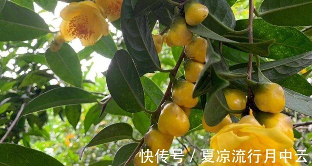 花朵|此茶花被誉为“植物黄金”，花瓣金黄，营养丰富，观赏食用两不误！