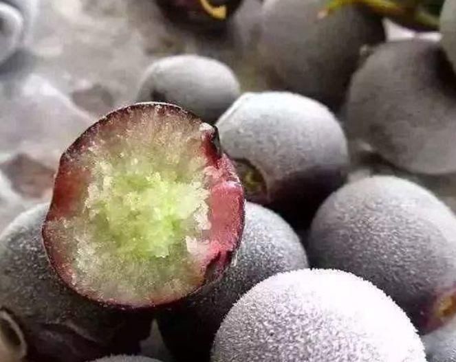 草莓|冻起来好吃到“爆”的水果，不是我吹，第4个没几个人吃过