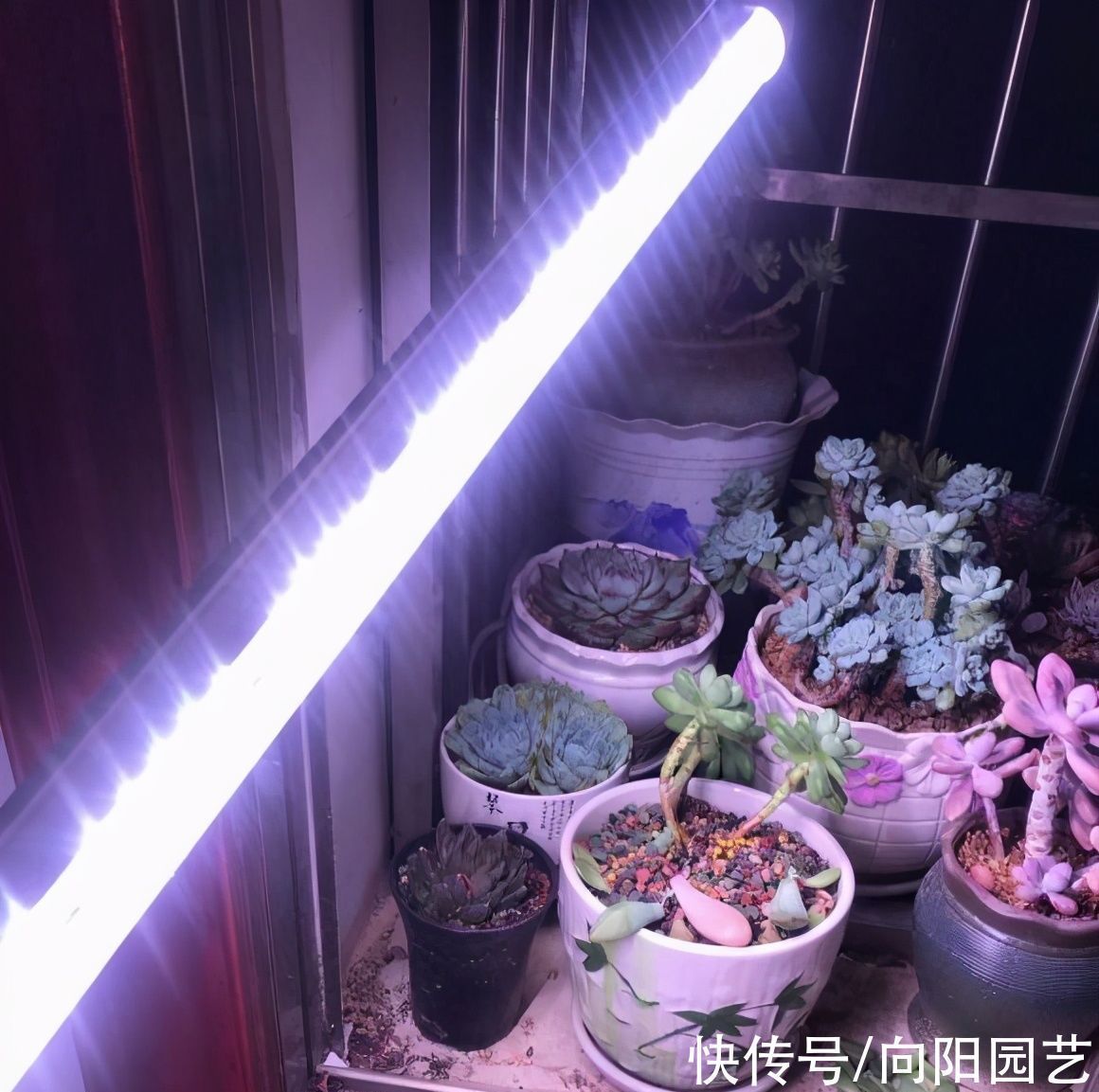 冬季养多肉,“禁区”要知道,老手分享经验,新手养肉不发愁