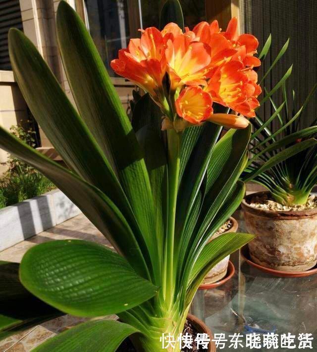 王大爷|君子兰养5年,“娇滴滴”的不开花,一冻一晒一点肥,挤满大红花