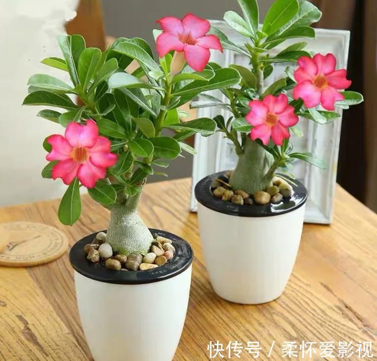 金钱树|客厅养花，选4个品种错不了，有的好看，有的寓意好