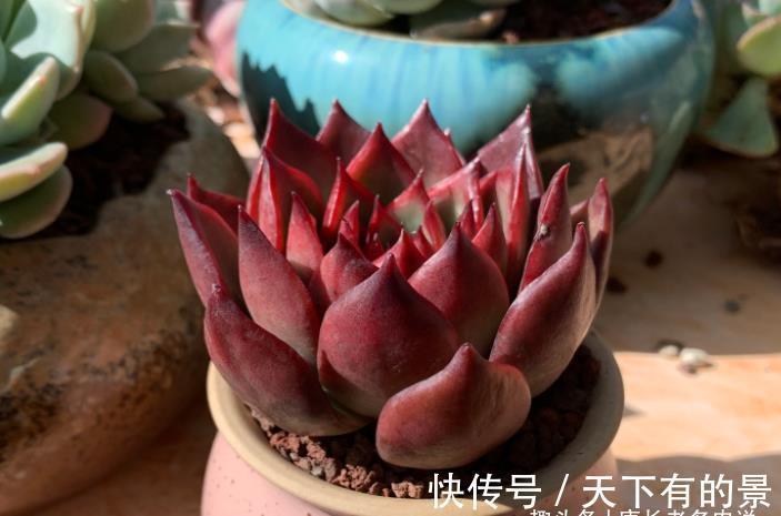 草原|没有草原我们也可以有野马——多肉野马东云，冬天红起来特别的野