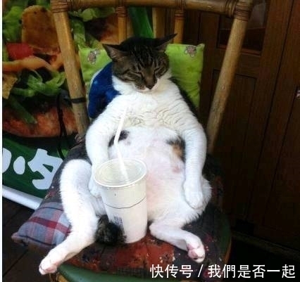 |搞笑图片幽默段子笑话:哈哈哈,喵咪会用吸管嘛,厉害了