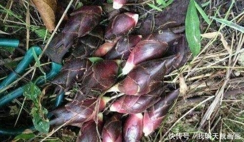 食用价值|山上看到这“山珍”，不要错过了，它在市面上可是能卖到15一斤