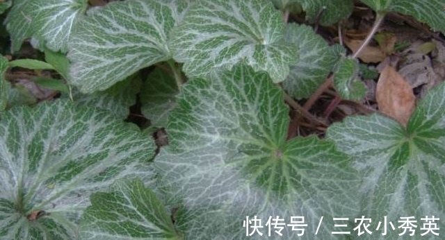 地方|农村一种长在阴湿地方的野草,很多农民不认识,晒干后40块一斤