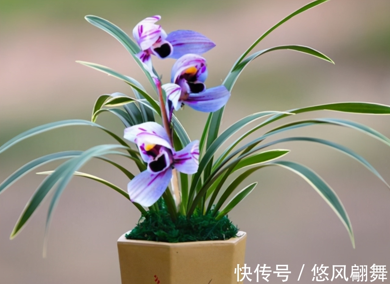 紫月荷|犹如“仙境之花”紫月荷，花开荷瓣，兰香芬芳，叶带金边，易养活