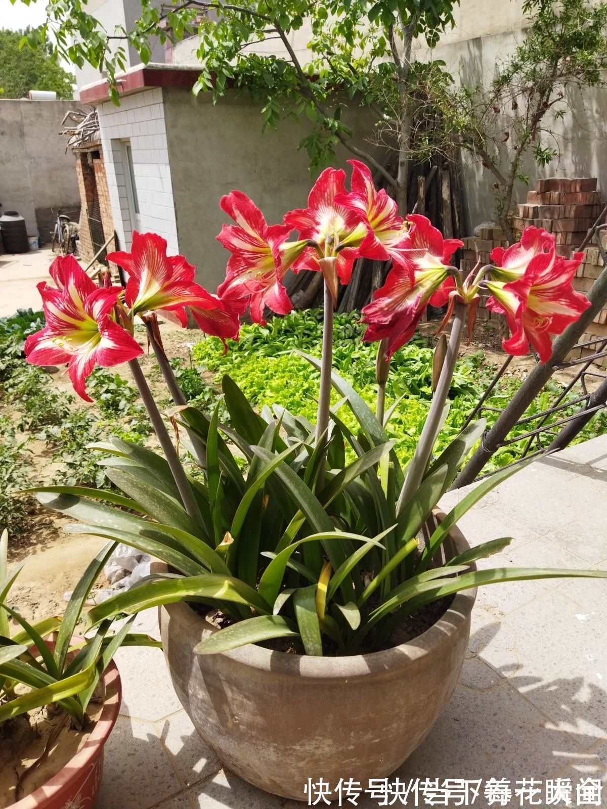 1个“洋葱球”埋土里,20天冒出“青葱芽”,一个月开花比脸大