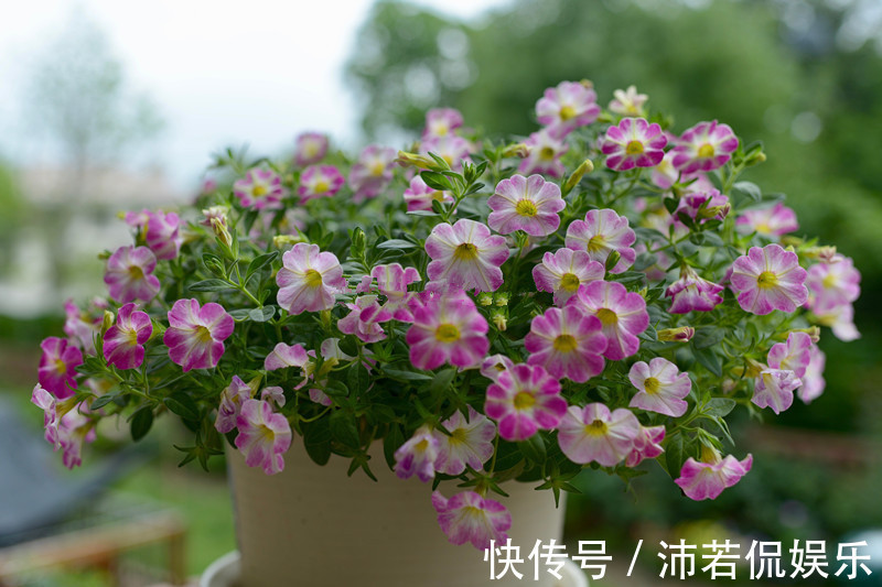 花朵五颜六色,花期超半年,好养如绿萝吊兰,此盆栽植物值得入手