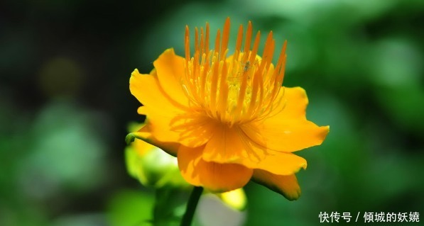 喜欢养花,不如养盆花中精品,花朵明亮而金黄,美不胜收