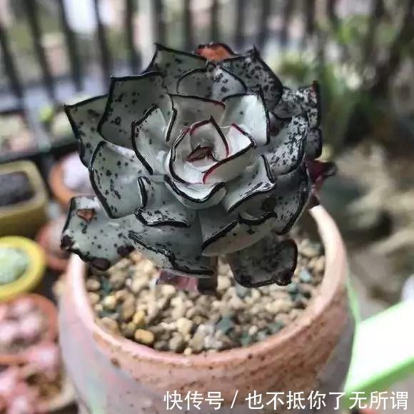 龟甲牡丹|世界上最名贵的花,一盆就是一座房子!