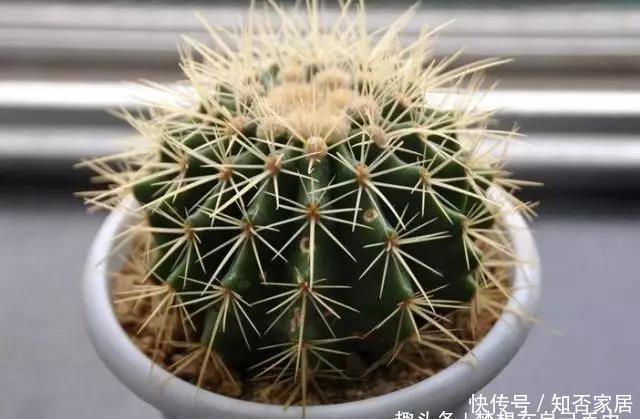 虎皮兰|5种花在夜间“呼吸”,适合放在卧室内,可净化废气,对睡眠好