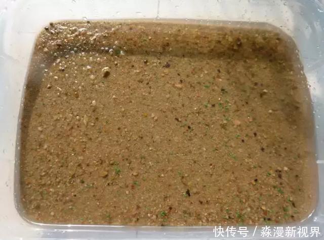 矿泉水瓶|扦插加个小药片,成活率翻番,新手也能做得好!