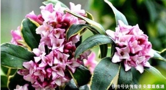 兰花兰花|最香的“4种花”,漂亮又好闻,全年开花不断,花开美观又大气