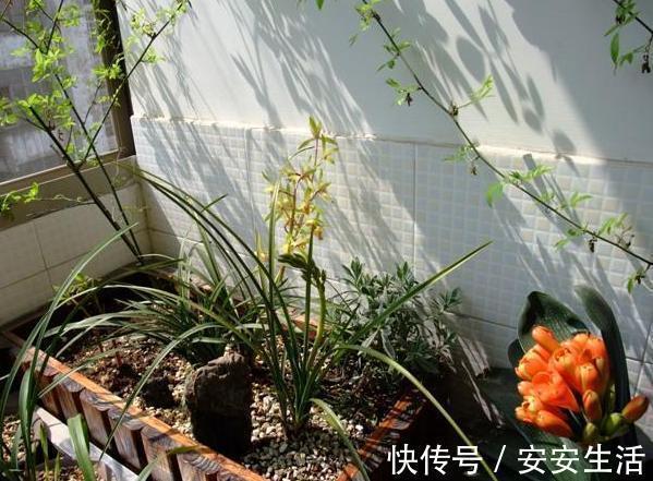 烂根|养花浇水，把控不好总引起烂根盆底铺垫上它们，轻松养根护根