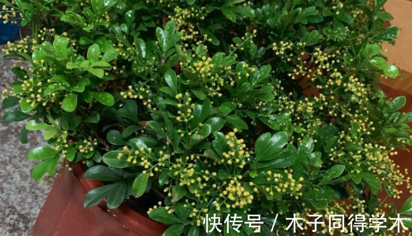 花友们|这4点打理好,阳台盆栽米兰,小小黄花一年四季挂满枝头