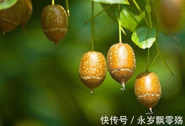 灌木|植物界的十大奇葩，你可能1种也没见过！
