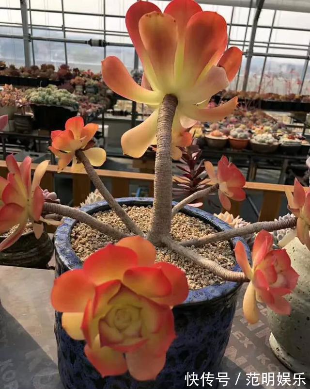 养盆多肉,光长叶子“不长肉”,咔嚓剪一刀,圆了“老桩”梦