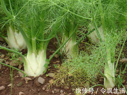 山楂|养子宫就是养命!这3种食物越吃子宫就变得越干净,还能加速污血