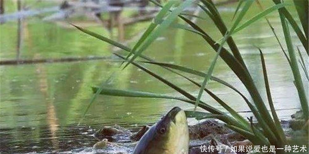 钓法|初夏草鱼不在水底,想要钓获大草鱼,用这两种必杀钓法!