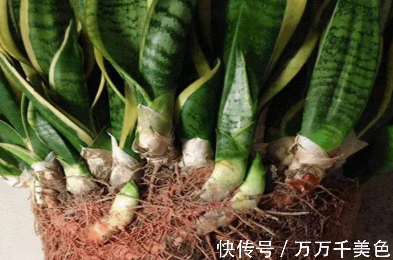 虎皮兰有“3怕两不喜”,难怪不爱出小芽,还越长越难看