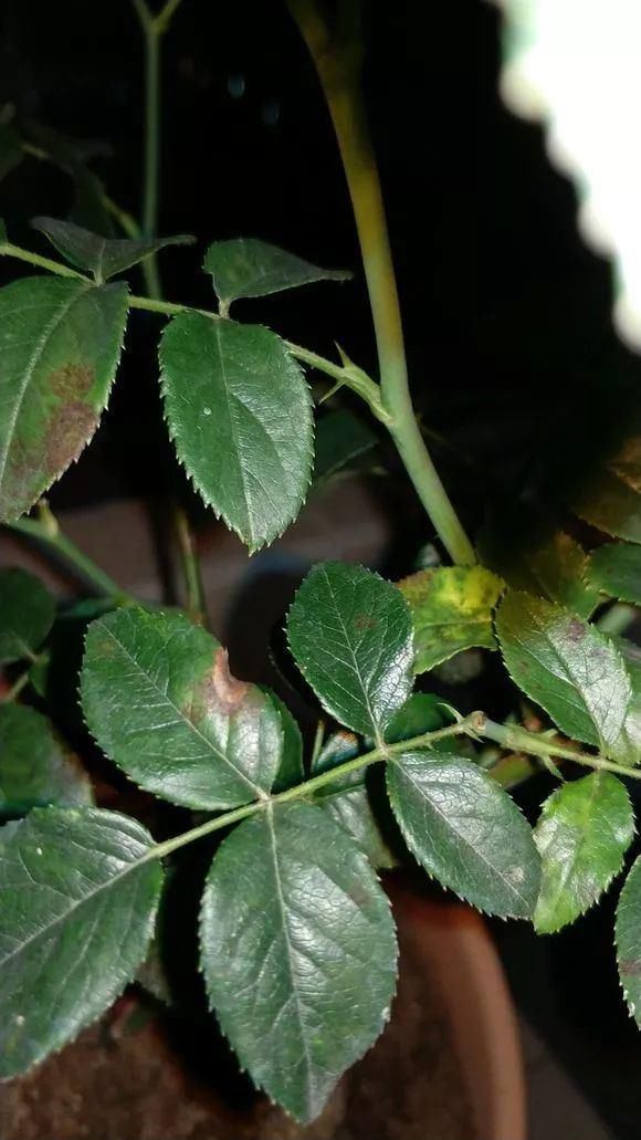 11月给花浇点自制“杀虫杀菌水”,虫子死光光,花草好过冬