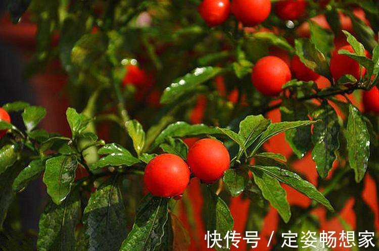 植物最好看的就是果实，家里种上一盆，不仅好看而且好吃！