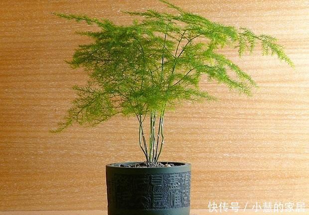 叶子|还在为文竹叶子发黄掉落了而苦恼吗?找准原因一招搞定