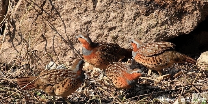 汉人|两千多年前的汉人吃些啥?马王堆汉墓出土了这些烤肉串