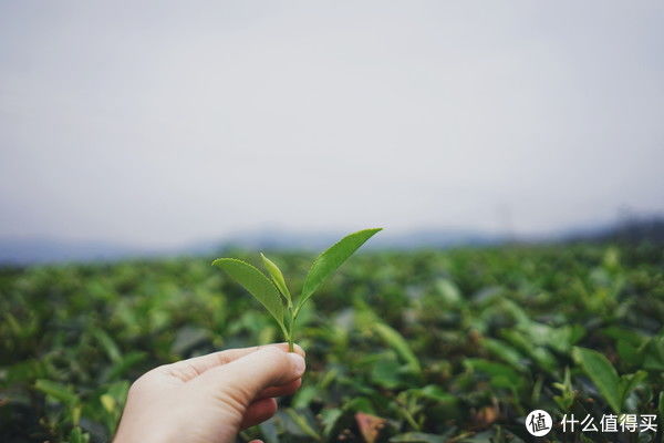究竟|白茶寿眉详解，究竟是枯树叶还是茶珍宝？