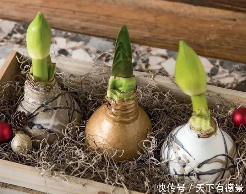 想养朱顶红，避开“2个坑”，买到对版的，年年能开花