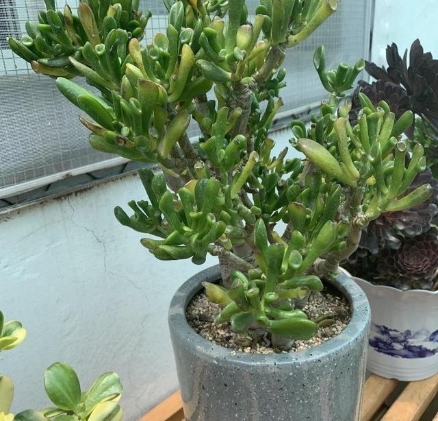 椰壳|这花叫马蹄掌,也叫吸财树,寓意“招财进宝”,比多肉还好养