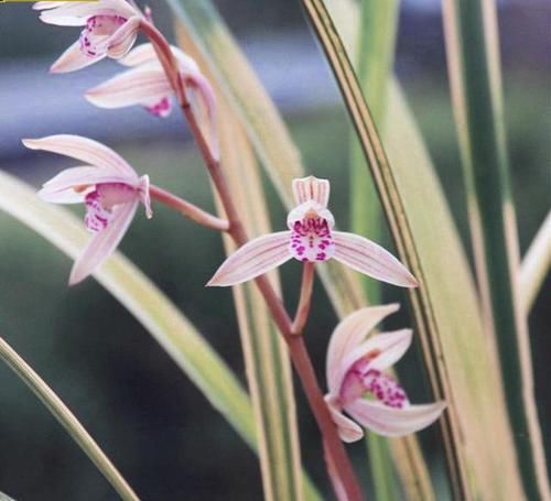  四溢|叶片线艺“完美”的兰花，花色艳丽，芳香四溢，即使无花也很优雅