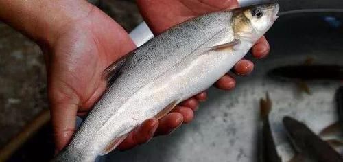 美味|国内最“美味”的5种鱼,你吃过几种?全吃过的不是土豪就是渔民