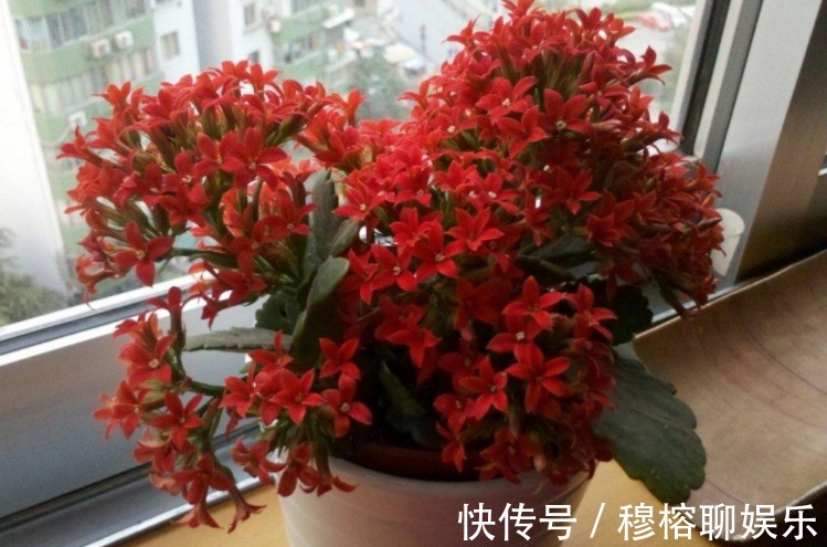 盆栽|养花养这3款,楼房阳台盆栽,微微看顾就能花开不断,惹人爱