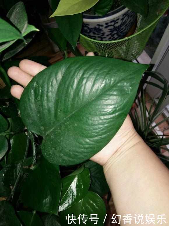 想要绿萝不黄叶不烂根就得这样养,不仅不黄叶,还能常年绿油油