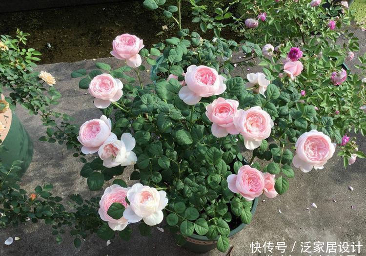 精品月季”瑞典女王“,纯洁清秀,优雅迷人,可以说是养花首选