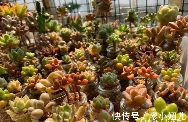 玻璃瓶纯颗粒养多肉,干净又好养,越养越上瘾