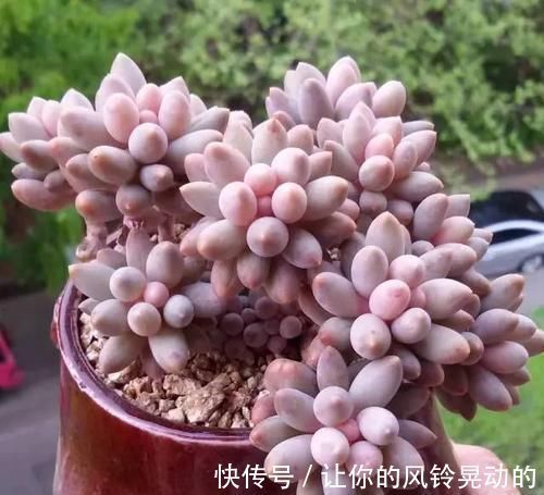 养分|养多肉植物,给它浇2种水,不施肥也能越长越胖!