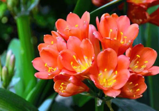 养花|想要养好君子兰,这一步不能少,做好了叶绿油亮,年年开花不断