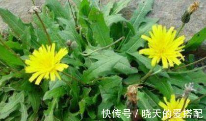 排毒|会吃的人更健康,常吃3物,促进排毒,滋养肌肤,还能保养子宫