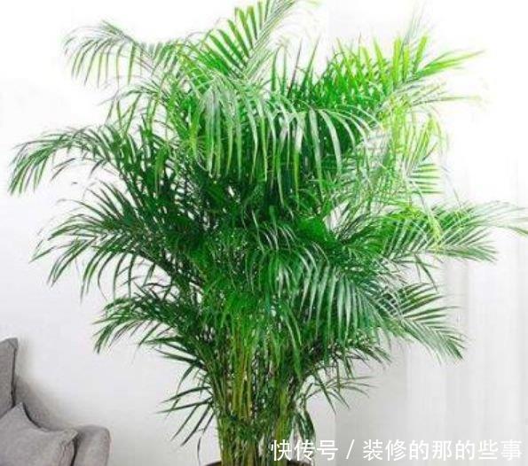 红双喜|养花就养4种花,家里养一盆,开花爆盆很漂亮,越养越喜欢