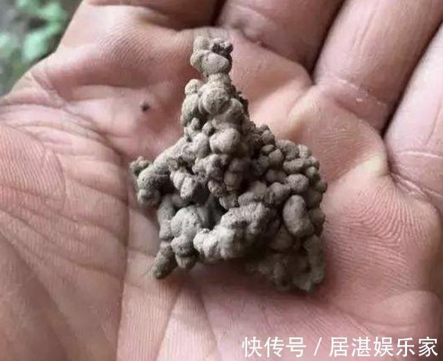 土壤养分不足盆里放“3种料”，疏松、透气、又肥沃，花卉爆盆