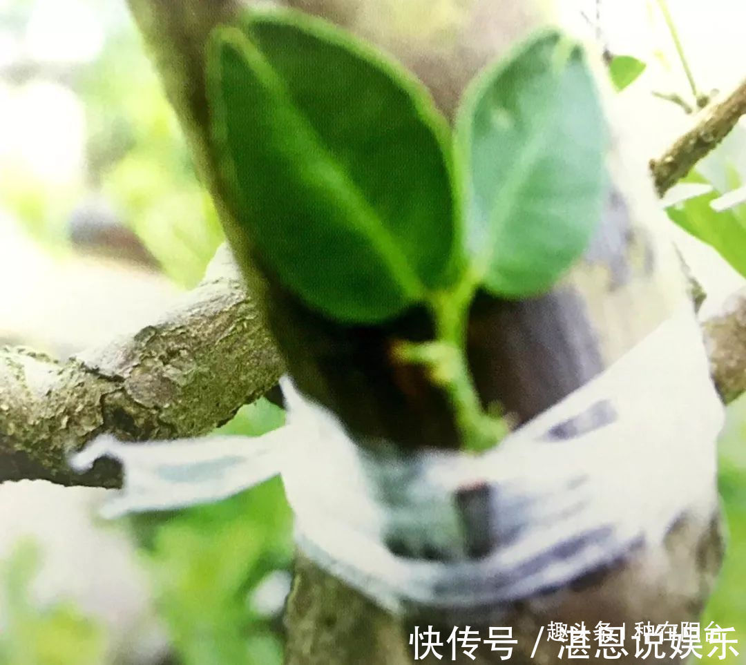 嫁接|罗汉松芽接案例分享,台长教你玩出别出心裁的岭南盆景!