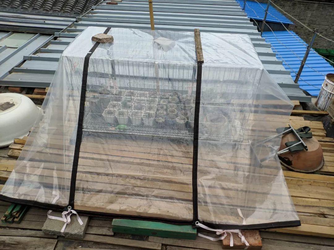 阳台上|天一热,别管多肉徒不徒长了,能活下来就不容易!